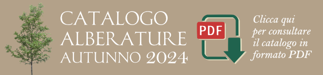 Catalogo Alberature Autunno 2024